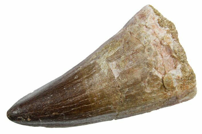 Fossil Mosasaur (Mosasaurus) Tooth - Morocco #353200